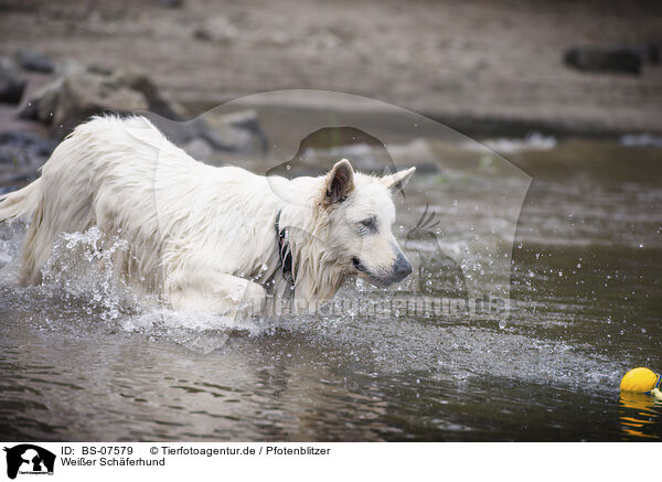 Weier Schferhund / White Shepherd / BS-07579
