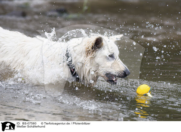 Weier Schferhund / White Shepherd / BS-07580