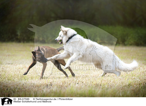 Weier Schferhund und Malinois / White Shepherd and Malinois / BS-07586