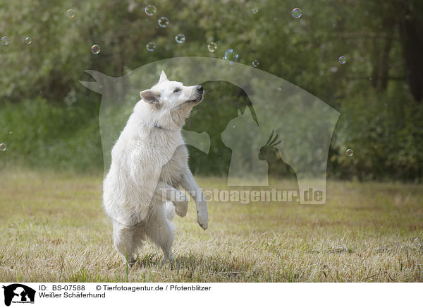 Weier Schferhund / White Shepherd / BS-07588