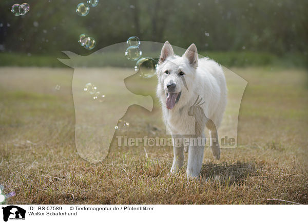 Weier Schferhund / White Shepherd / BS-07589
