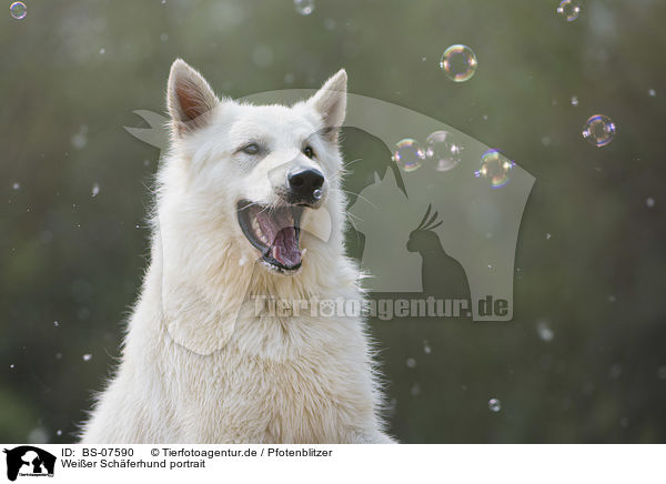 Weier Schferhund portrait / White Shepherd portrait / BS-07590