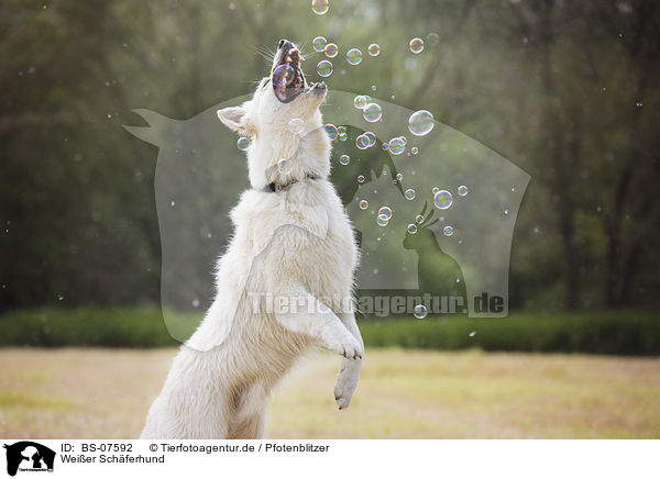 Weier Schferhund / White Shepherd / BS-07592