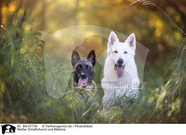 Weier Schferhund und Malinois / White Shepherd and Malinois / BS-07739