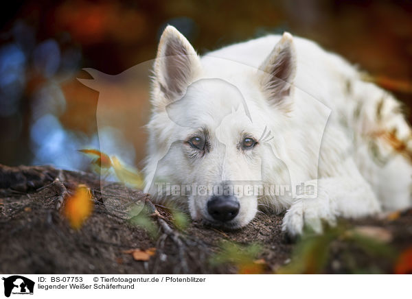 liegender Weier Schferhund / lying White Shepherd / BS-07753