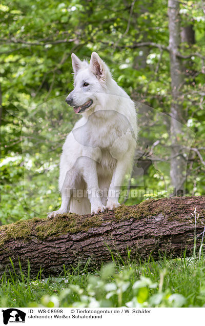 stehender Weier Schferhund / standing Berger Blanc Suisse / WS-08998