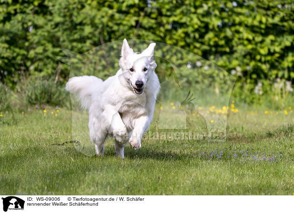 rennender Weier Schferhund / running Berger Blanc Suisse / WS-09006