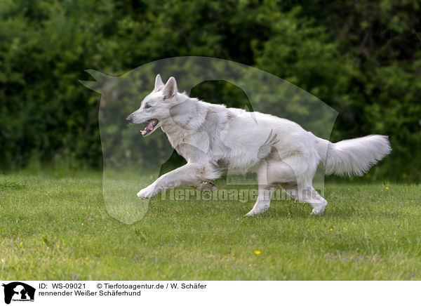 rennender Weier Schferhund / running Berger Blanc Suisse / WS-09021