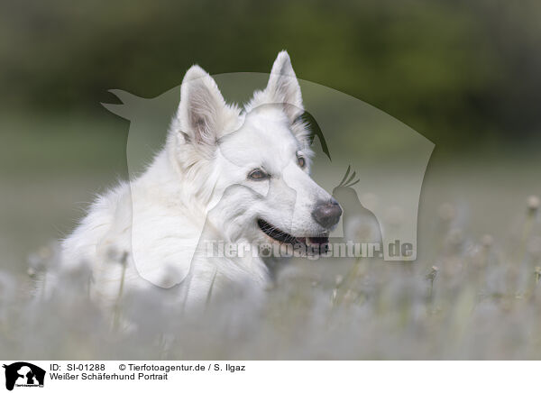 Weier Schferhund Portrait / White Shepherd portrait / SI-01288