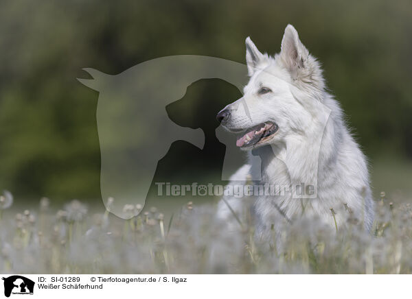 Weier Schferhund / White Shepherd / SI-01289