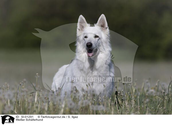 Weier Schferhund / White Shepherd / SI-01291