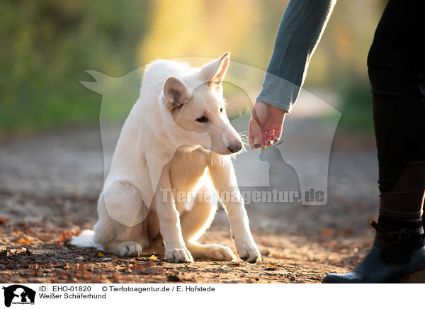 Weier Schferhund / white shepherd / EHO-01820