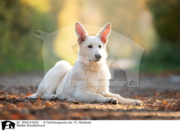 Weier Schferhund / white shepherd / EHO-01822