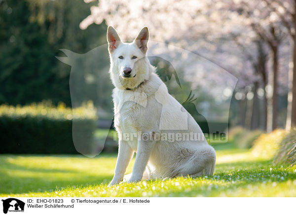 Weier Schferhund / white shepherd / EHO-01823