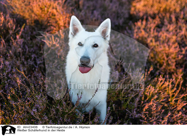 Weier Schferhund in der Heide / White Shepherds in the heather / AH-03406