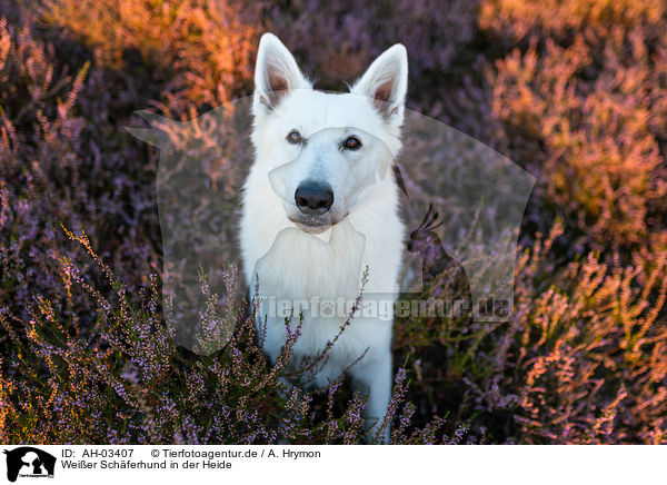 Weier Schferhund in der Heide / White Shepherds in the heather / AH-03407
