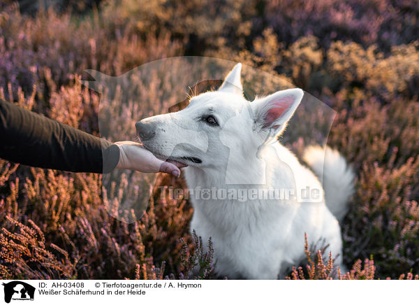 Weier Schferhund in der Heide / White Shepherds in the heather / AH-03408