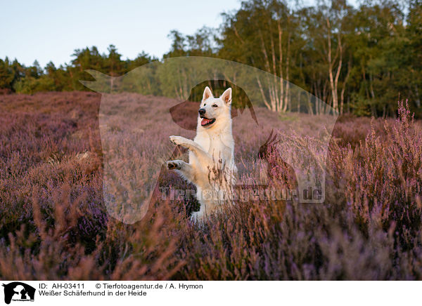 Weier Schferhund in der Heide / White Shepherds in the heather / AH-03411