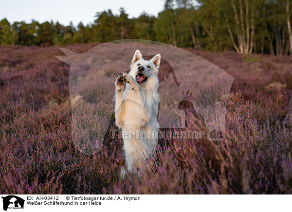 Weier Schferhund in der Heide / White Shepherds in the heather / AH-03412