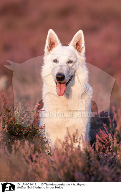 Weier Schferhund in der Heide / White Shepherds in the heather / AH-03418