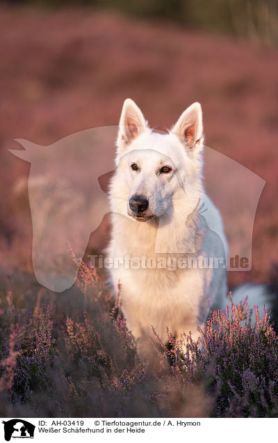 Weier Schferhund in der Heide / White Shepherds in the heather / AH-03419