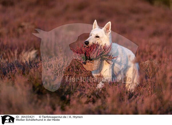 Weier Schferhund in der Heide / White Shepherds in the heather / AH-03421
