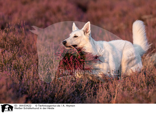 Weier Schferhund in der Heide / White Shepherds in the heather / AH-03422
