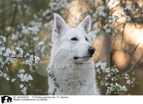 Weier Schferhund vor Blten / White shepherd in front of blossoms / AH-03433