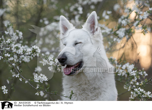 Weier Schferhund vor Blten / White shepherd in front of blossoms / AH-03435