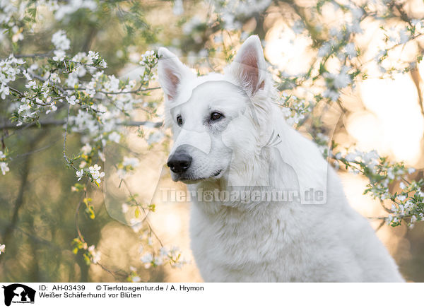 Weier Schferhund vor Blten / White shepherd in front of blossoms / AH-03439