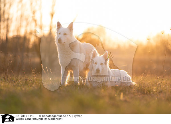 Weie Schferhunde im Gegenlicht / White Shepherds in the back light / AH-03443