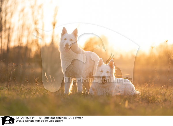 Weie Schferhunde im Gegenlicht / White Shepherds in the back light / AH-03444