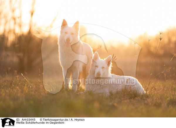 Weie Schferhunde im Gegenlicht / White Shepherds in the back light / AH-03445