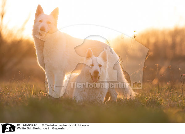 Weie Schferhunde im Gegenlicht / White Shepherds in the back light / AH-03446