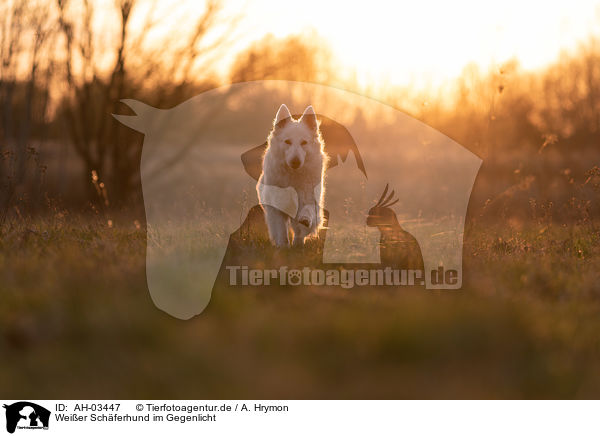 Weier Schferhund im Gegenlicht / White Shepherd in the back light / AH-03447