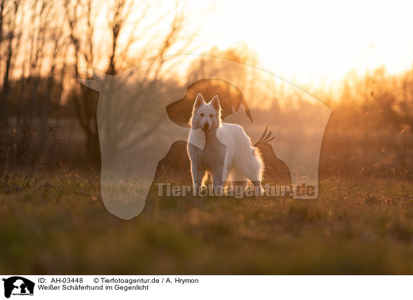 Weier Schferhund im Gegenlicht / White Shepherd in the back light / AH-03448
