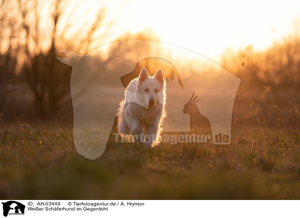 Weier Schferhund im Gegenlicht / White Shepherd in the back light / AH-03449