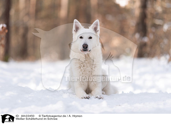 Weier Schferhund im Schnee / White Shepherd in the snow / AH-03450