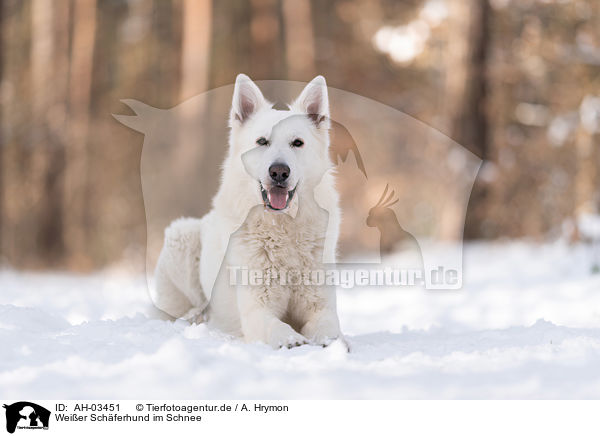 Weier Schferhund im Schnee / White Shepherd in the snow / AH-03451