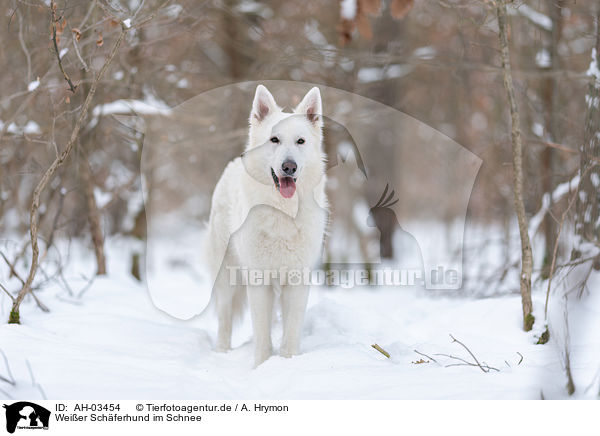 Weier Schferhund im Schnee / White Shepherd in the snow / AH-03454
