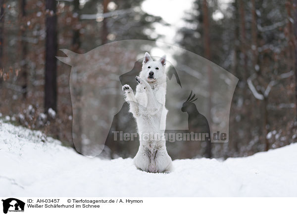 Weier Schferhund im Schnee / White Shepherd in the snow / AH-03457