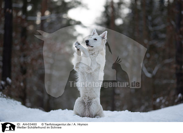 Weier Schferhund im Schnee / White Shepherd in the snow / AH-03460