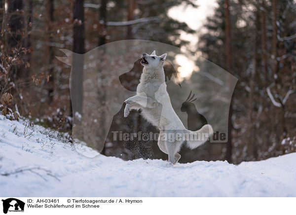 Weier Schferhund im Schnee / White Shepherd in the snow / AH-03461