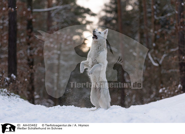 Weier Schferhund im Schnee / White Shepherd in the snow / AH-03462