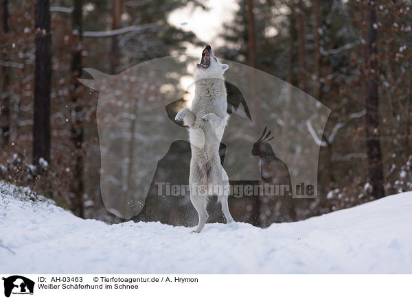 Weier Schferhund im Schnee / White Shepherd in the snow / AH-03463