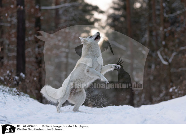 Weier Schferhund im Schnee / White Shepherd in the snow / AH-03465