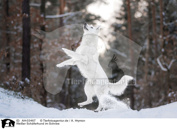 Weier Schferhund im Schnee / White Shepherd in the snow / AH-03467