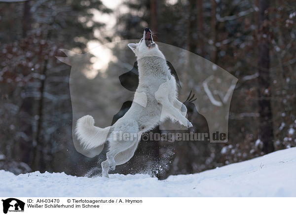 Weier Schferhund im Schnee / White Shepherd in the snow / AH-03470