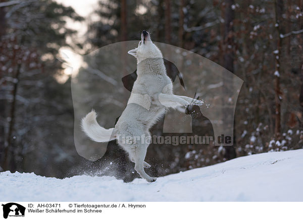 Weier Schferhund im Schnee / White Shepherd in the snow / AH-03471