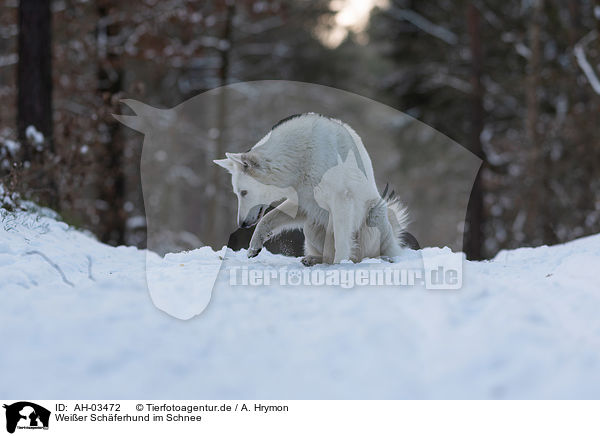 Weier Schferhund im Schnee / White Shepherd in the snow / AH-03472